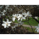 Japaninmagnolia ’Esveld Select’ (Magnolia kobus ’Esveld Select’)